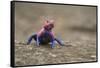 Red Headed Agama Lizard in Serengeti National Park, Tanzania-null-Framed Stretched Canvas