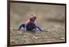 Red Headed Agama Lizard in Serengeti National Park, Tanzania-null-Framed Photographic Print