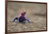 Red Headed Agama Lizard in Serengeti National Park, Tanzania-null-Framed Photographic Print