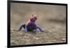 Red Headed Agama Lizard in Serengeti National Park, Tanzania-null-Framed Photographic Print