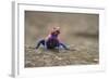 Red Headed Agama Lizard in Serengeti National Park, Tanzania-null-Framed Photographic Print