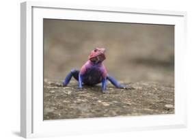 Red Headed Agama Lizard in Serengeti National Park, Tanzania-null-Framed Photographic Print