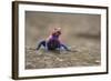 Red Headed Agama Lizard in Serengeti National Park, Tanzania-null-Framed Photographic Print