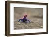 Red Headed Agama Lizard in Serengeti National Park, Tanzania-null-Framed Photographic Print