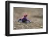 Red Headed Agama Lizard in Serengeti National Park, Tanzania-null-Framed Photographic Print