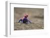 Red Headed Agama Lizard in Serengeti National Park, Tanzania-null-Framed Photographic Print