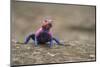 Red Headed Agama Lizard in Serengeti National Park, Tanzania-null-Mounted Photographic Print