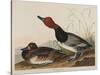 Red-Headed Duck, 1836-John James Audubon-Stretched Canvas