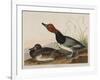 Red-Headed Duck, 1836-John James Audubon-Framed Giclee Print