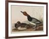 Red-Headed Duck, 1836-John James Audubon-Framed Giclee Print