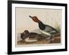 Red-Headed Duck, 1836-John James Audubon-Framed Giclee Print