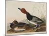 Red-Headed Duck, 1836-John James Audubon-Mounted Giclee Print