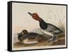 Red-Headed Duck, 1836-John James Audubon-Framed Stretched Canvas