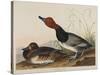 Red-Headed Duck, 1836-John James Audubon-Stretched Canvas