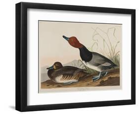 Red-Headed Duck, 1836-John James Audubon-Framed Giclee Print