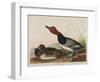 Red-Headed Duck, 1836-John James Audubon-Framed Giclee Print