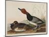 Red-Headed Duck, 1836-John James Audubon-Mounted Giclee Print