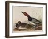 Red-Headed Duck, 1836-John James Audubon-Framed Giclee Print