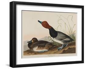 Red-Headed Duck, 1836-John James Audubon-Framed Giclee Print