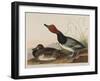 Red-Headed Duck, 1836-John James Audubon-Framed Giclee Print