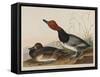 Red-Headed Duck, 1836-John James Audubon-Framed Stretched Canvas