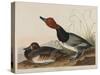 Red-Headed Duck, 1836-John James Audubon-Stretched Canvas