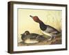 Red-Headed Duck-John James Audubon-Framed Art Print