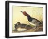 Red-Headed Duck-John James Audubon-Framed Art Print