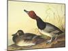 Red-Headed Duck-John James Audubon-Mounted Art Print