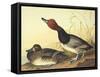 Red-Headed Duck-John James Audubon-Framed Stretched Canvas