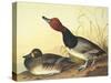 Red-Headed Duck-John James Audubon-Stretched Canvas