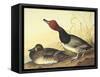 Red-Headed Duck-John James Audubon-Framed Stretched Canvas