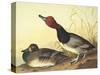 Red-Headed Duck-John James Audubon-Stretched Canvas