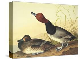 Red-Headed Duck-John James Audubon-Stretched Canvas