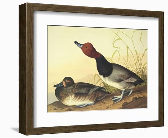 Red-Headed Duck-John James Audubon-Framed Art Print