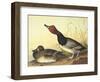 Red-Headed Duck-John James Audubon-Framed Art Print