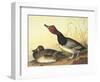 Red-Headed Duck-John James Audubon-Framed Art Print