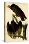 Red Headed Turkey Vulture-John James Audubon-Stretched Canvas