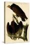 Red Headed Turkey Vulture-John James Audubon-Stretched Canvas