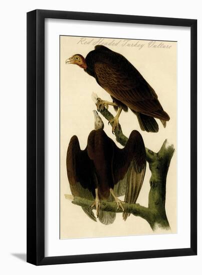 Red Headed Turkey Vulture-John James Audubon-Framed Art Print