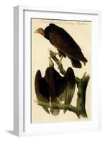 Red Headed Turkey Vulture-John James Audubon-Framed Art Print