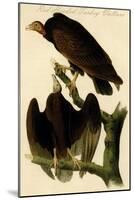 Red Headed Turkey Vulture-John James Audubon-Mounted Art Print