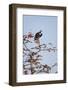 Red-Headed Vulture (Asian King Vulture) (Indian Black Vulture) (Sarcogyps Calvus)-Janette Hill-Framed Photographic Print