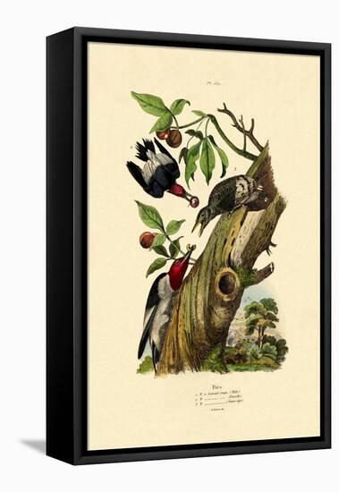 Red-Headed Woodpecker, 1833-39-null-Framed Stretched Canvas