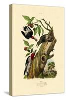 Red-Headed Woodpecker, 1833-39-null-Stretched Canvas