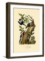 Red-Headed Woodpecker, 1833-39-null-Framed Giclee Print