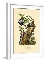 Red-Headed Woodpecker, 1833-39-null-Framed Giclee Print