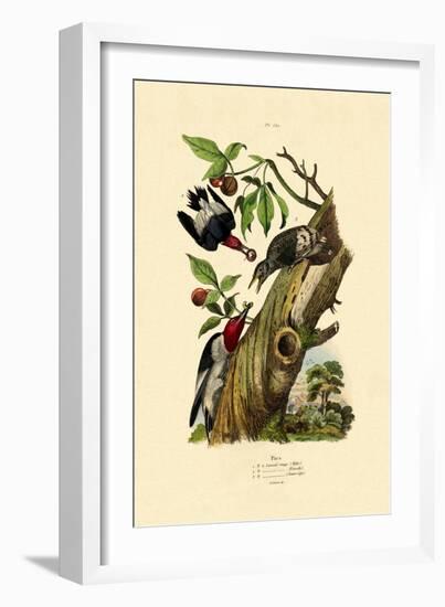 Red-Headed Woodpecker, 1833-39-null-Framed Giclee Print