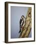 Red Headed Woodpecker, 2016-Pat Scott-Framed Giclee Print