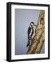 Red Headed Woodpecker, 2016-Pat Scott-Framed Giclee Print